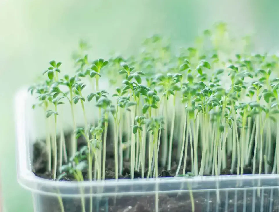 Composting cress test