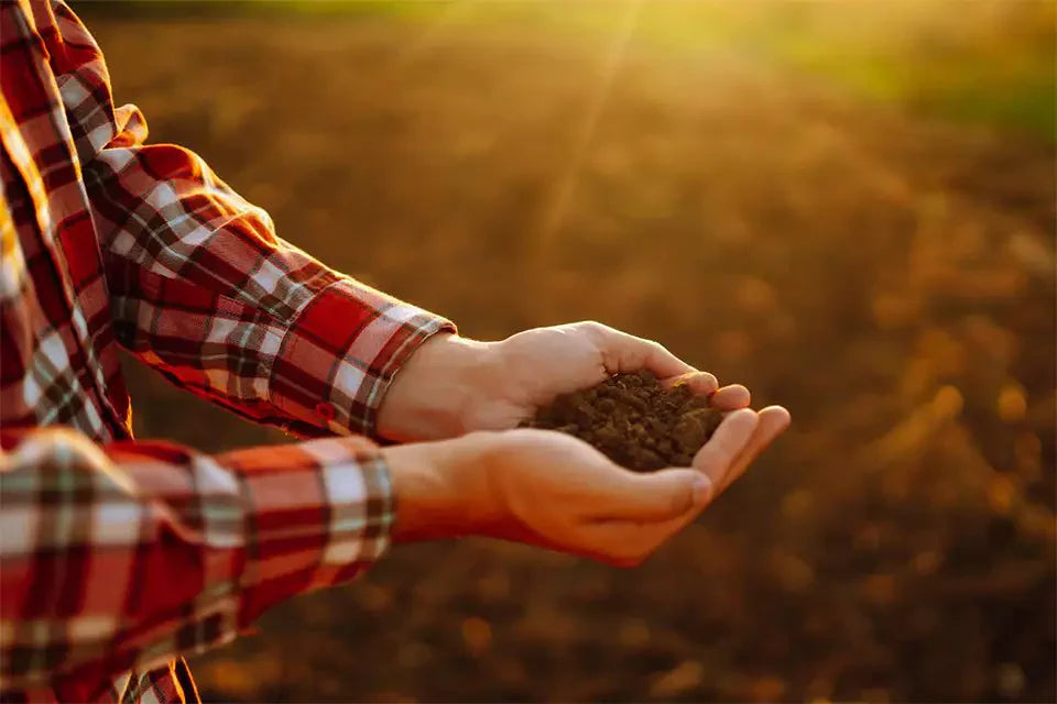 Composted earth in hands